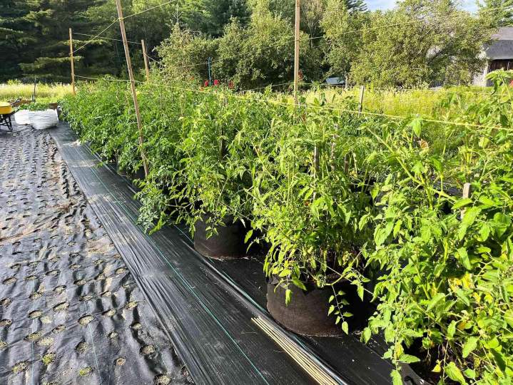 Plants de tomates Estrie