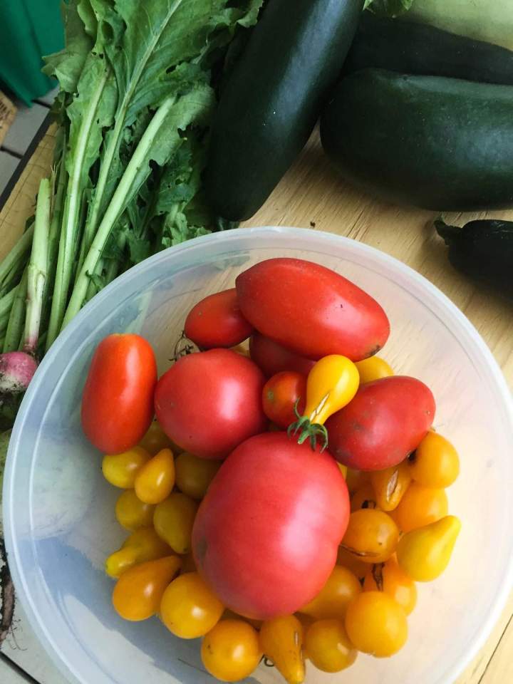 Variété de tomates Estrie