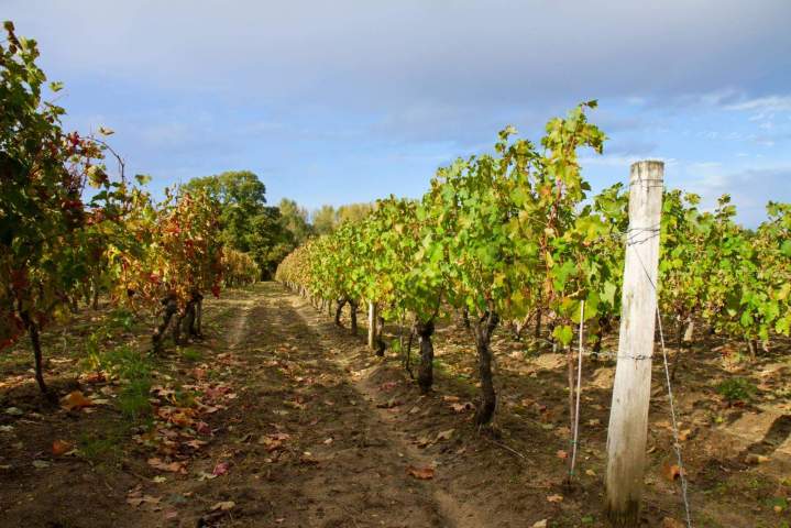 Visite vignoble Estrie